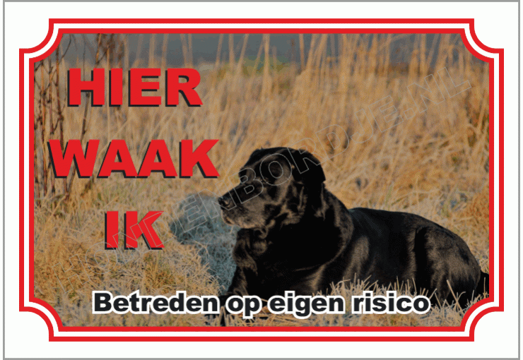 Labrador retriever