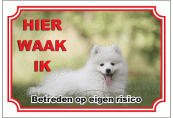 Kleine keeshond _ Pomeriaan