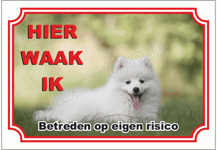 Kleine keeshond _ Pomeriaan