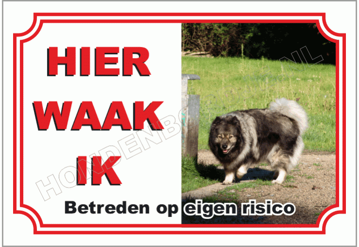 Grote keeshond, wolfsgrijs