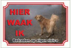 Nova scotia duck tolling retriever