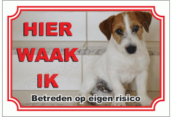 Jack russell terrier