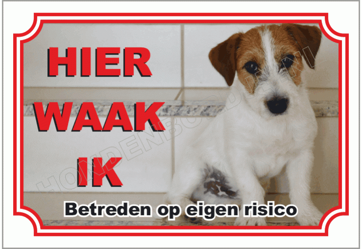 Jack russell terrier