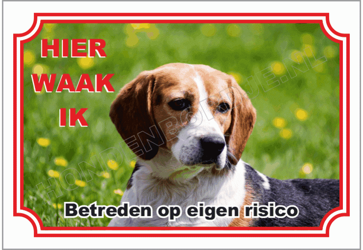 Beagle harrier