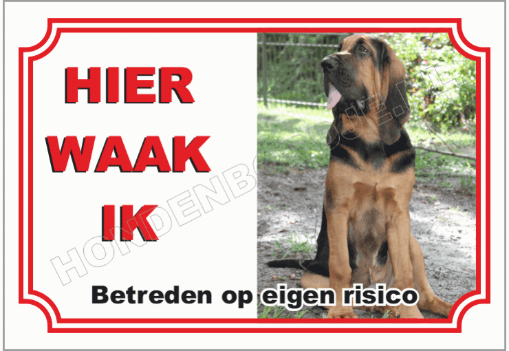 Bloedhond