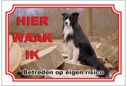 Border collie