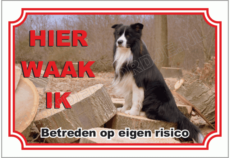 Border collie