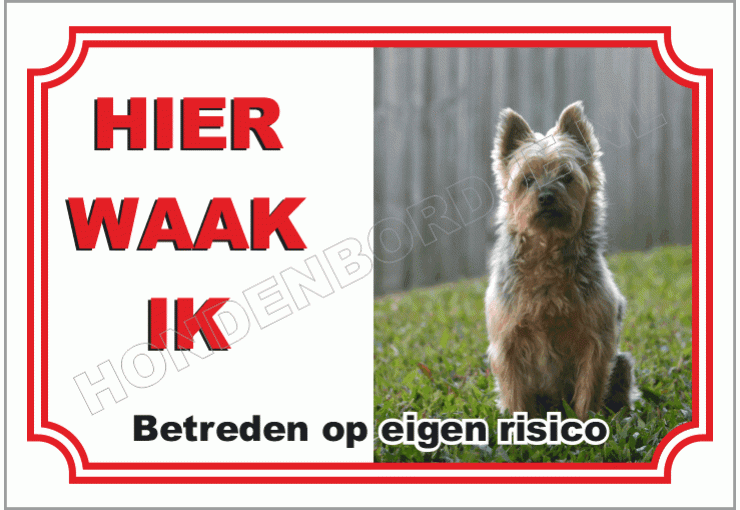 Australian terrier