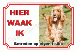 Engelse cocker spaniel blond