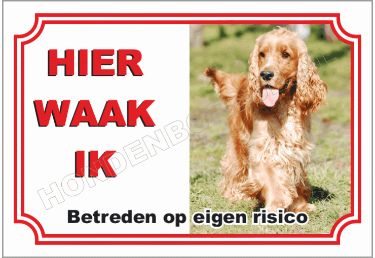 Engelse cocker spaniel blond