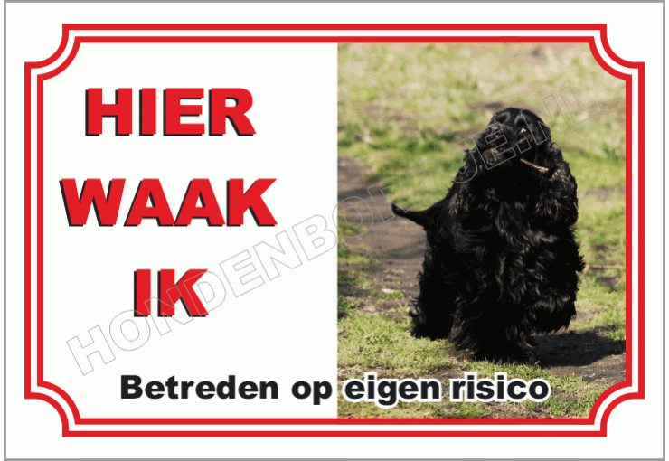 Engelse cocker spaniel zwart