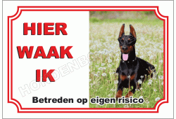 Dobermann
