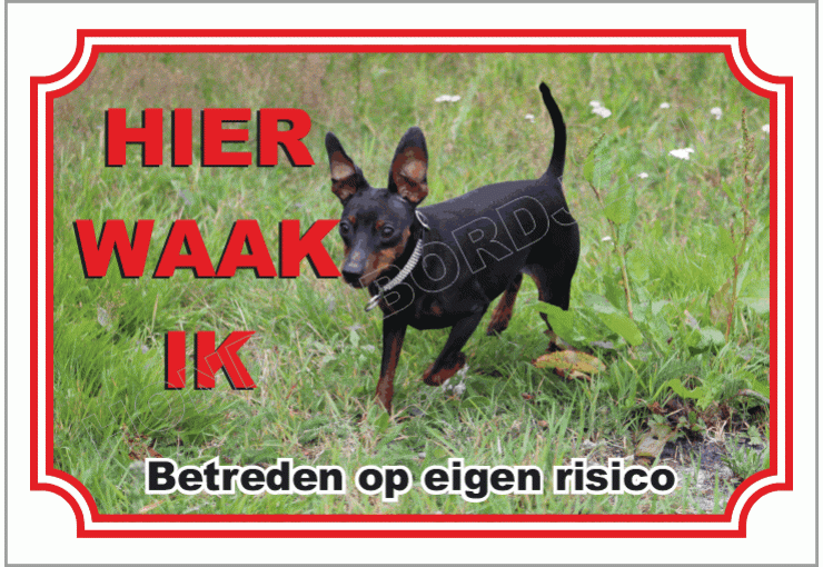 Duitse dwergpinscher