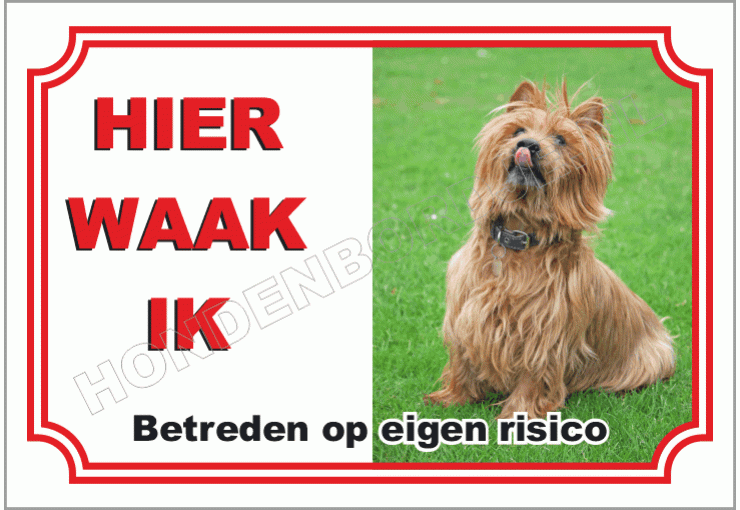 Australian terrier