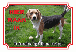Beagle