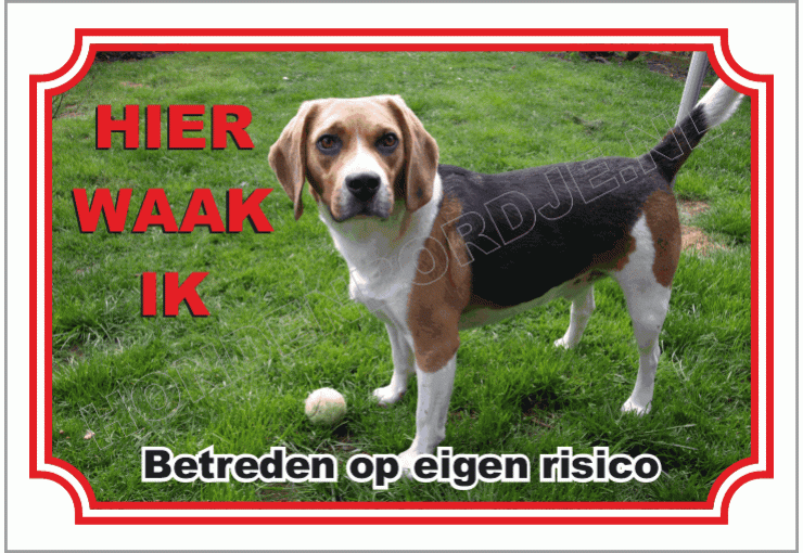 Beagle