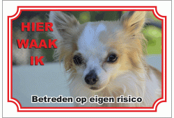 Chihuahua, langhaar