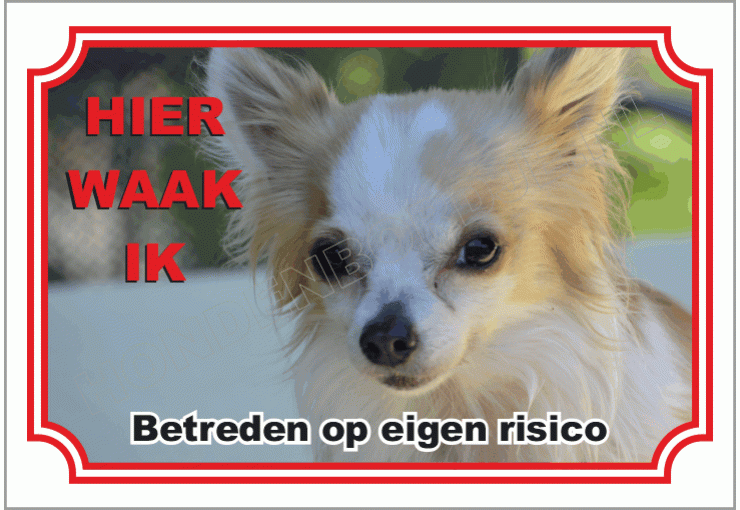 Chihuahua, langhaar