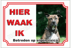 American staffordshire terrier
