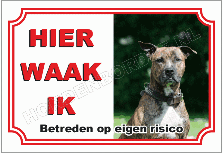 American staffordshire terrier