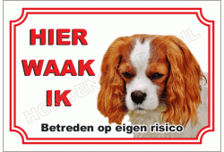 Cavalier king charles spaniel