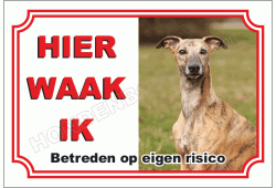 Whippet