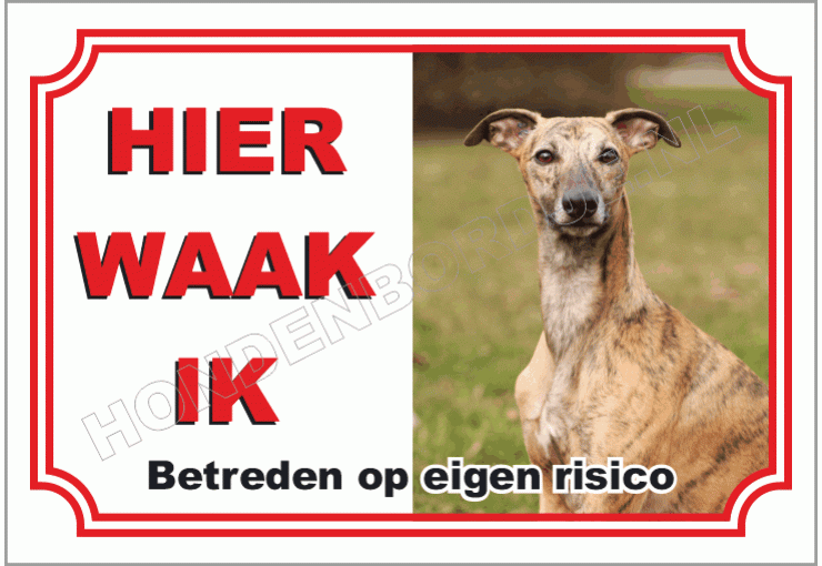 Whippet