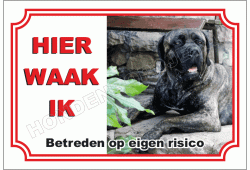 Cane corso