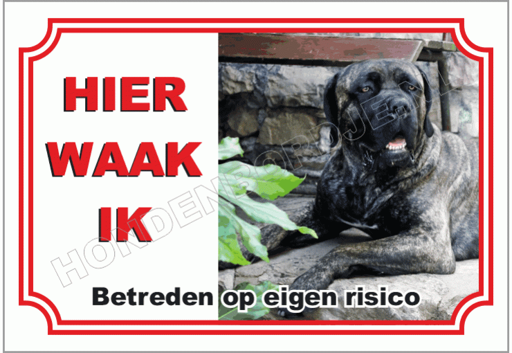 Cane corso