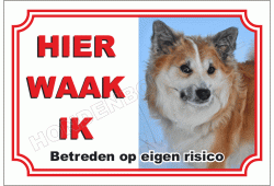 Ijslandse hond
