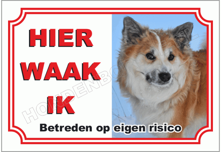 Ijslandse hond