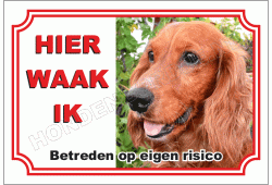 Amerikaanse cocker spaniel