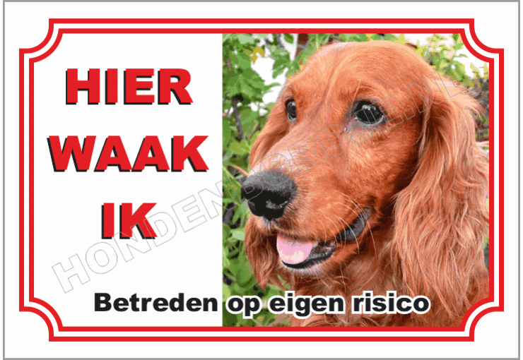 Amerikaanse cocker spaniel