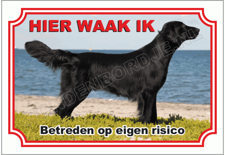 Flatcoated retriever