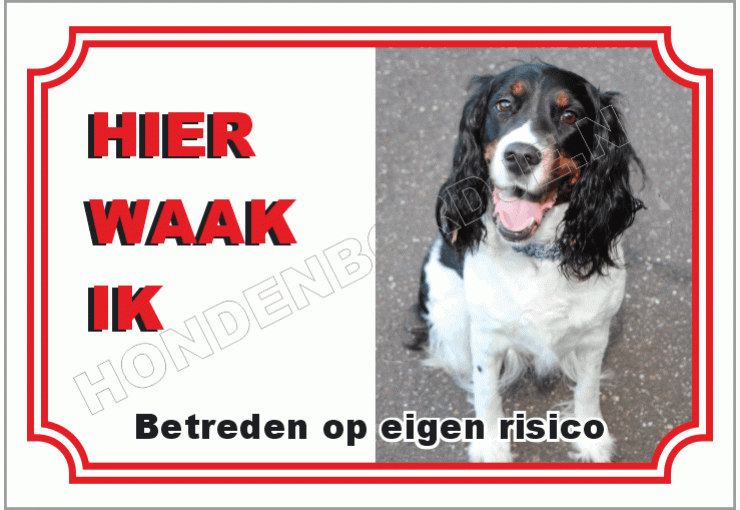 Engelse springer spaniel