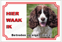 Engelse springer spaniel