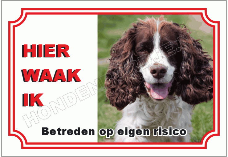 Engelse springer spaniel