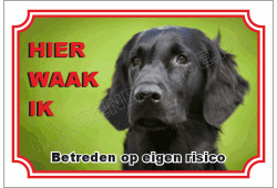 Flatcoated retriever 