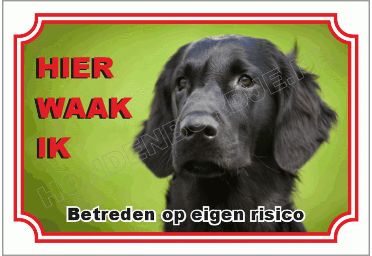 Flatcoated retriever 