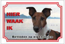 Fox terrier kort harig