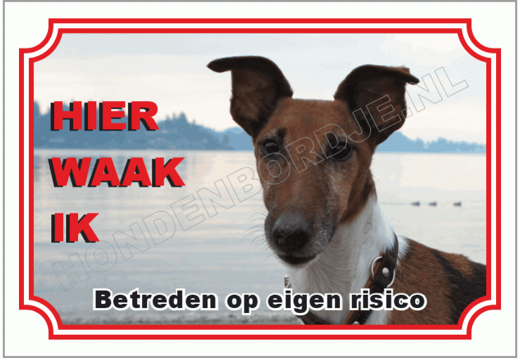 Fox terrier kort harig