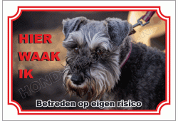 Fox terrier draadhaar