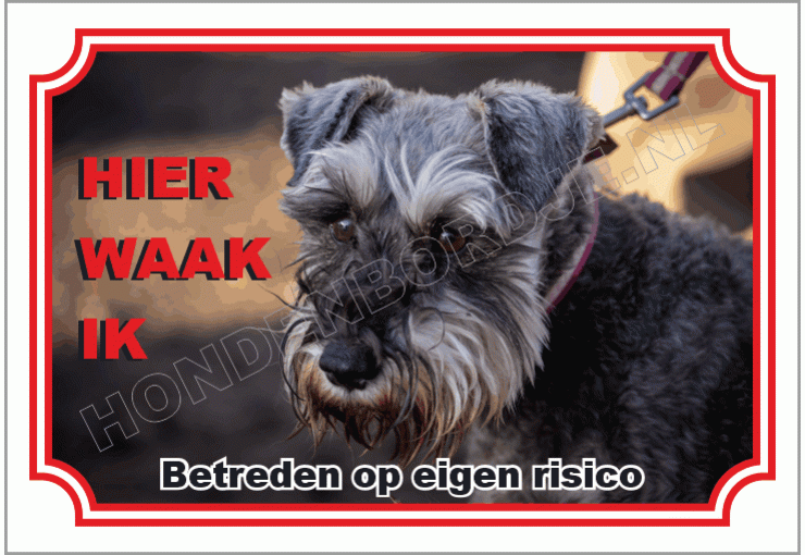 Fox terrier draadhaar