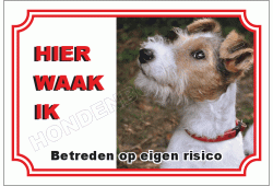 Fox terrier draadhaar