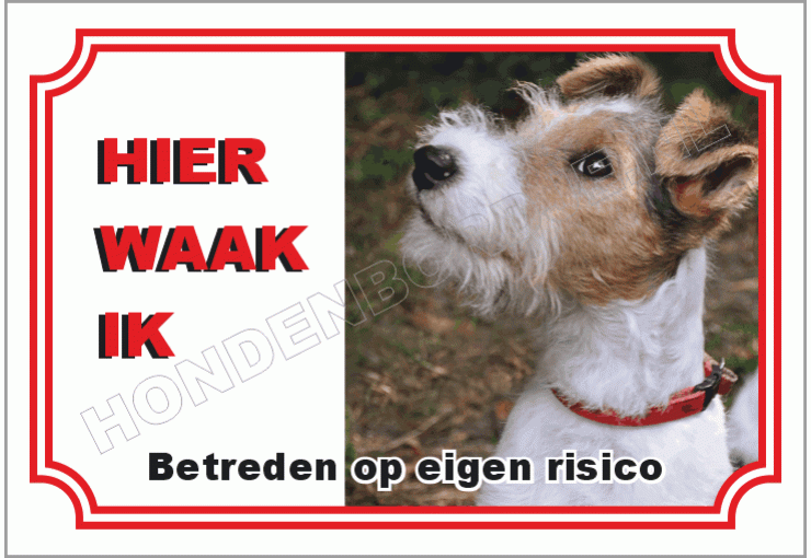 Fox terrier draadhaar