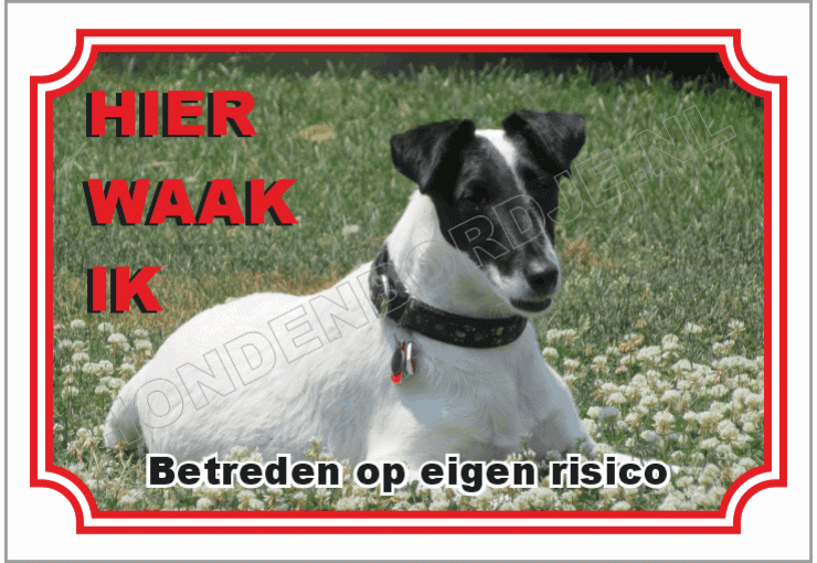 Fox terrier glad haar zwart wit