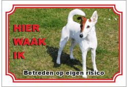 Fox terrier gladhaar