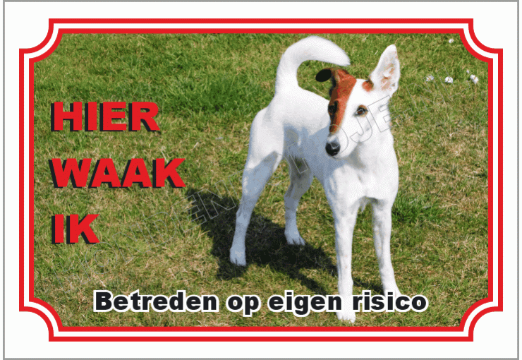 Fox terrier gladhaar