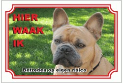 Franse bulldog bruin