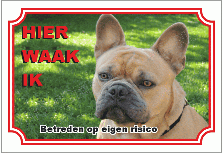 Franse bulldog bruin